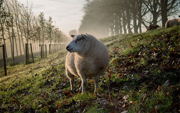 Campo urge de ley agropecuaria y cero trato de quinta: Mej&iacute;a L&oacute;pez