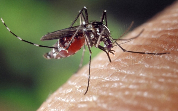 FAO se suma a la lucha contra el Zika en Am&eacute;rica Latina y el Caribe