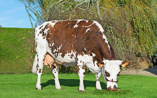 Mejoramiento gen&eacute;tico, el camino a la rentabilidad ganadera: Asonormando