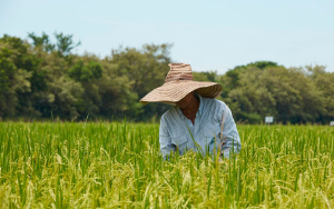 Fedearroz solicita a los productores racionalizar siembras en 2025