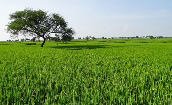 Arroceros piden pol&iacute;ticas que  defiendan la agricultura nacional