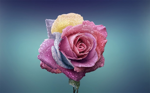 Flores colombianas, radiantes en el pa&iacute;s del "sol naciente"