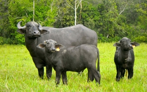 Nuevo foco de aftosa en la Guajira: Asob&uacute;falos clama por uni&oacute;n ganadera