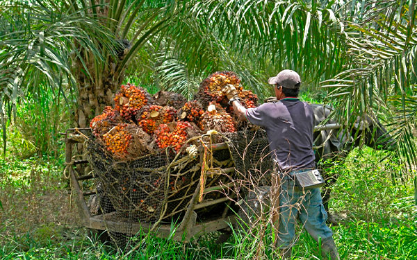 En medio de las dificultades, la palma de aceite impulsa progreso: Cenipalma