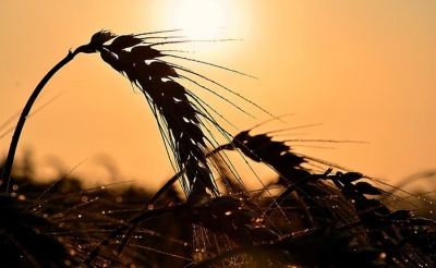 El cambio clim&aacute;tico reduce el rendimiento del trigo en EEUU