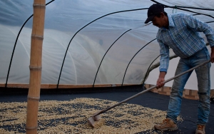Caf&eacute; sostenible, grata apuesta del pueblo ind&iacute;gena pijao en el sur del Tolima