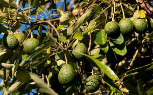 Aguacate hass colombiano, uno de los protagonistas del Super Bowl