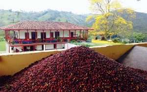 Los males de la caficultura mundial nacen en Nueva York: G&oacute;mez Estrada
