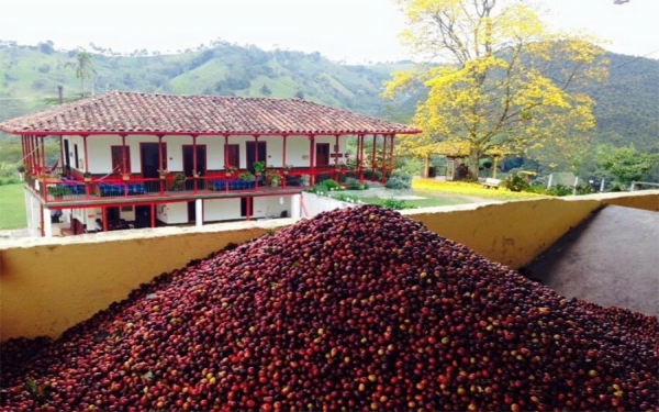 Los males de la caficultura mundial nacen en Nueva York: G&oacute;mez Estrada