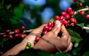 Cafeteros y Microsoft sellan alianza por la tecnolog&iacute;a y la competitividad