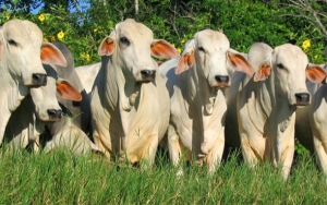 Aftosa en Colombia: De mafias, hamponer&iacute;a, corrupci&oacute;n y otros demonios