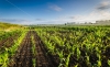 Gobierno entrega fertilizantes gratis a cafeteros.