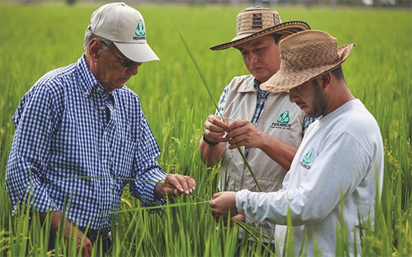 Al calor de las importaciones la agricultura se evapora: Fedearroz