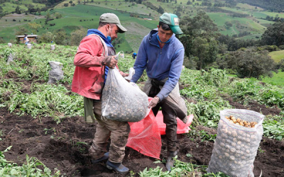 Producci&oacute;n de papa a buen ritmo, importaciones con dumping tambi&eacute;n