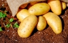 Por patatas, UE apela ante la OMC contra aranceles de Colombia