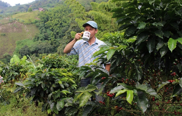 Caf&eacute;, arrier&iacute;a e historia, encantos que enarbolan los caminos de Caldas