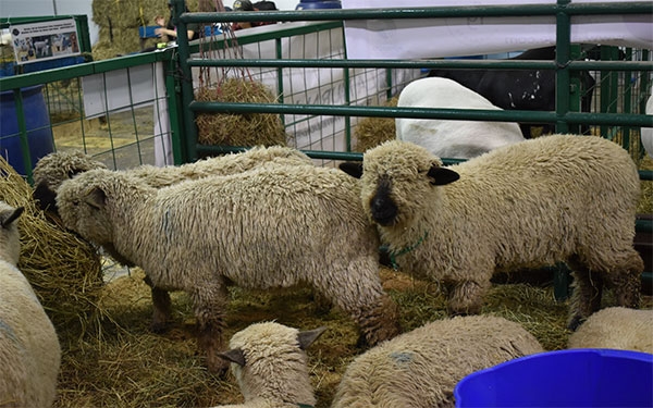 Agro debe tomar medidas para evitar el desabastecimiento: Uniagraria
