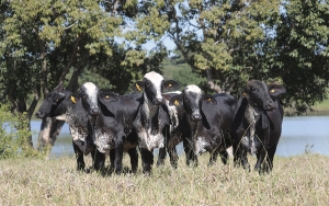 Unaga dice que Colombia debe duplicar su hato ganadero