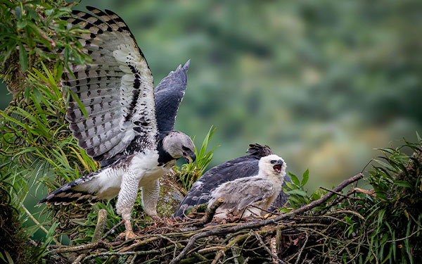 En Colombia hay cuatro especies de aves clave para entender la naturaleza