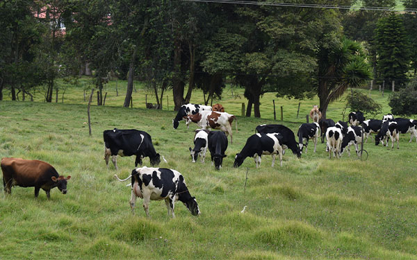 Equivocaciones que cuestan: En el pa&iacute;s la agricultura est&aacute; muriendo